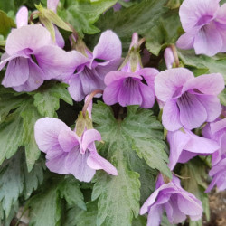 Violette à feuilles argentées