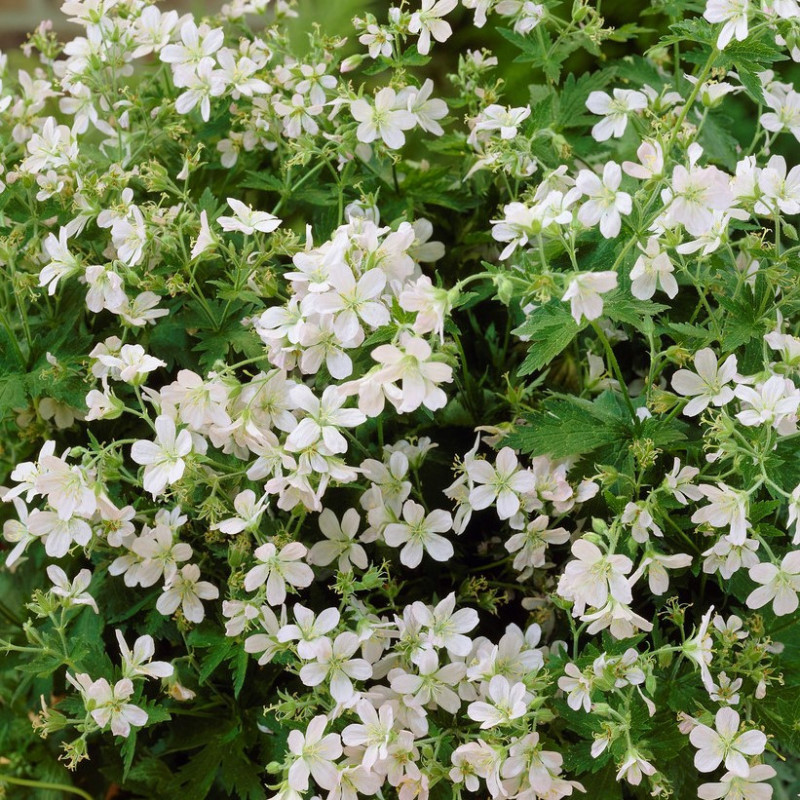 Géranium des bois blanc
