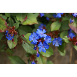 Dentelaire - Plumbago vivace