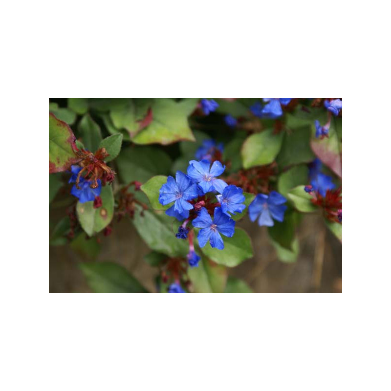Dentelaire - Plumbago vivace