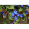 Dentelaire - Plumbago vivace