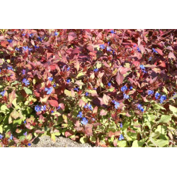 Dentelaire - Plumbago vivace