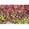 Dentelaire - Plumbago vivace