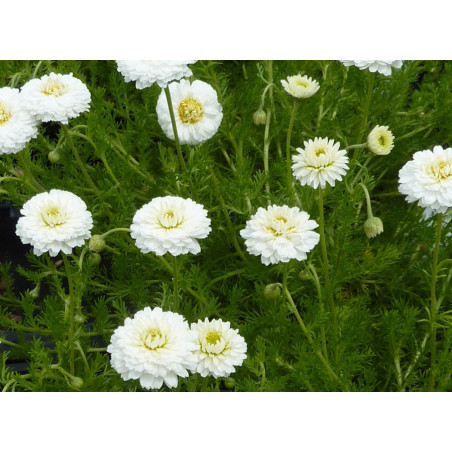 Camomille romaine à fleurs doubles