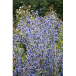 Panicaut à feuilles planes - 'Chardon' bleu
