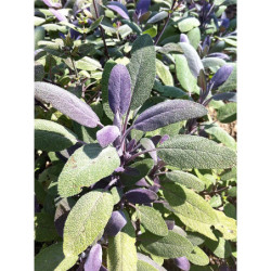 Sauge officinale pourpre