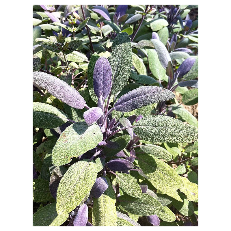 Sauge officinale pourpre