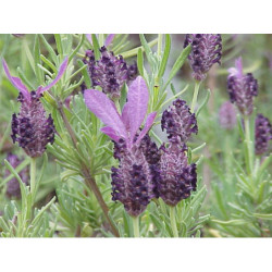 Lavande papillon - Lavande d'Espagne