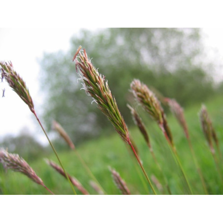 Flouve odorante - Herbe aux bisons