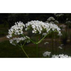 Valériane officinale