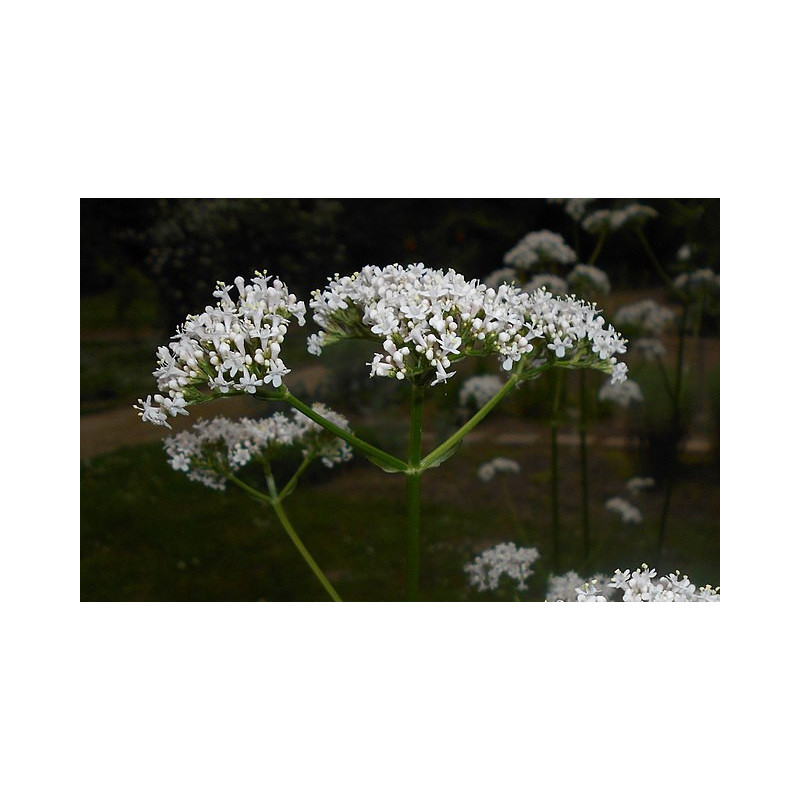 Valériane officinale