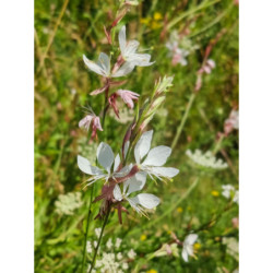 Gaura de Lindheimer