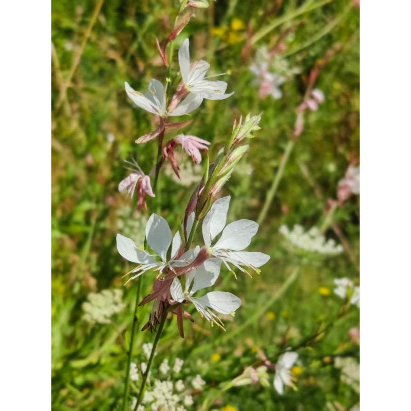 Gaura de Lindheimer