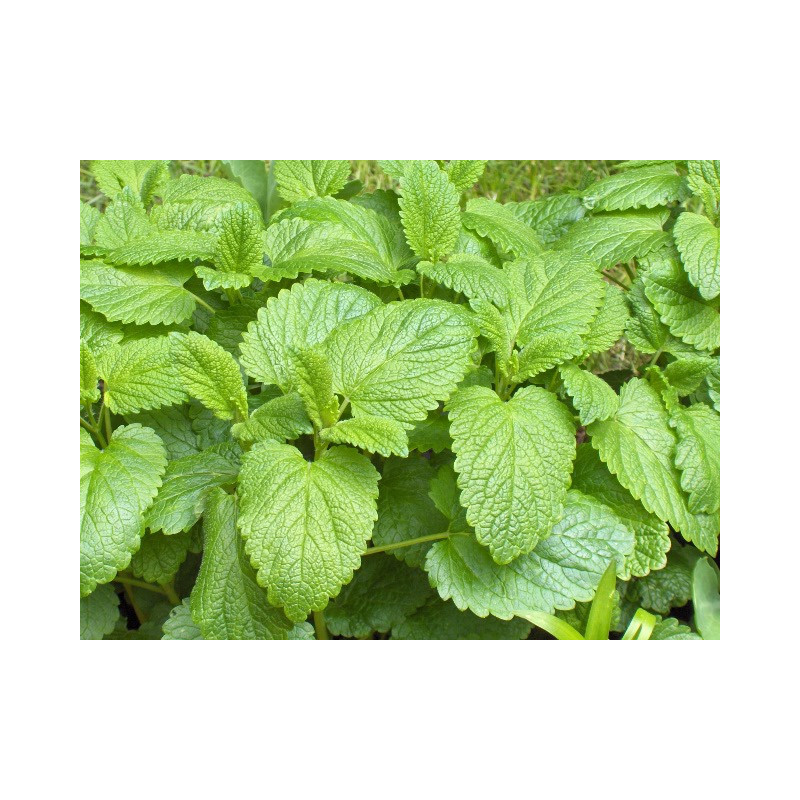 Mélisse citronnelle - Mélisse officinale