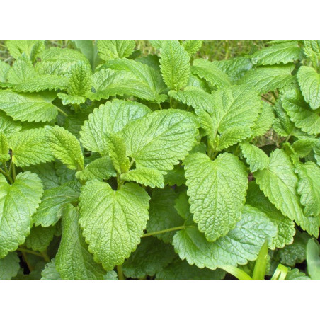 Mélisse citronnelle - Mélisse officinale