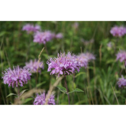 Bergamote sauvage - Monarde fistuleuse
