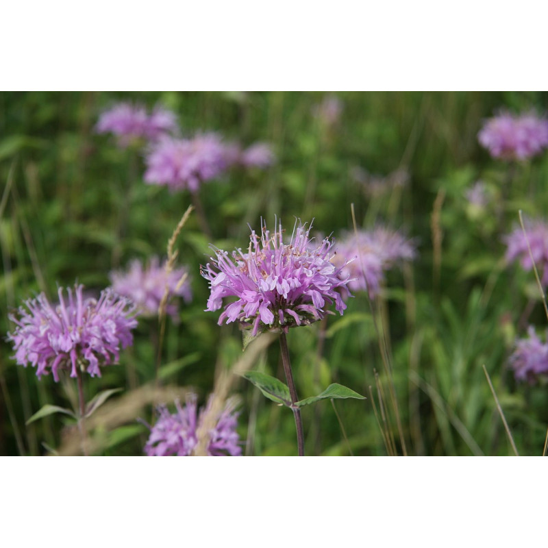 Bergamote sauvage - Monarde fistuleuse