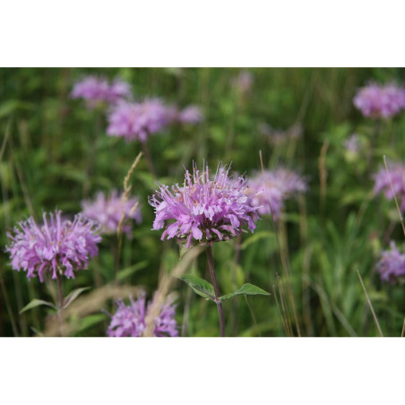 Bergamote sauvage - Monarde fistuleuse