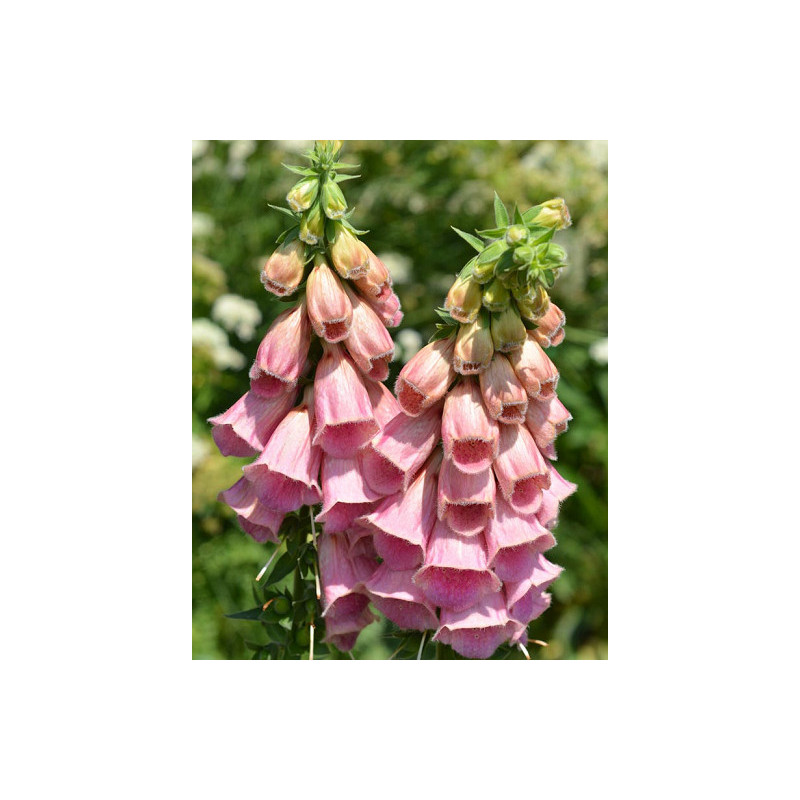 Digitale 'Summer King'