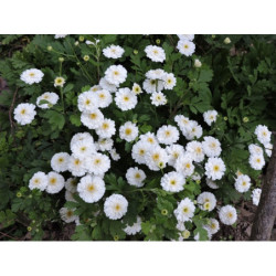 Grande camomille à fleurs doubles