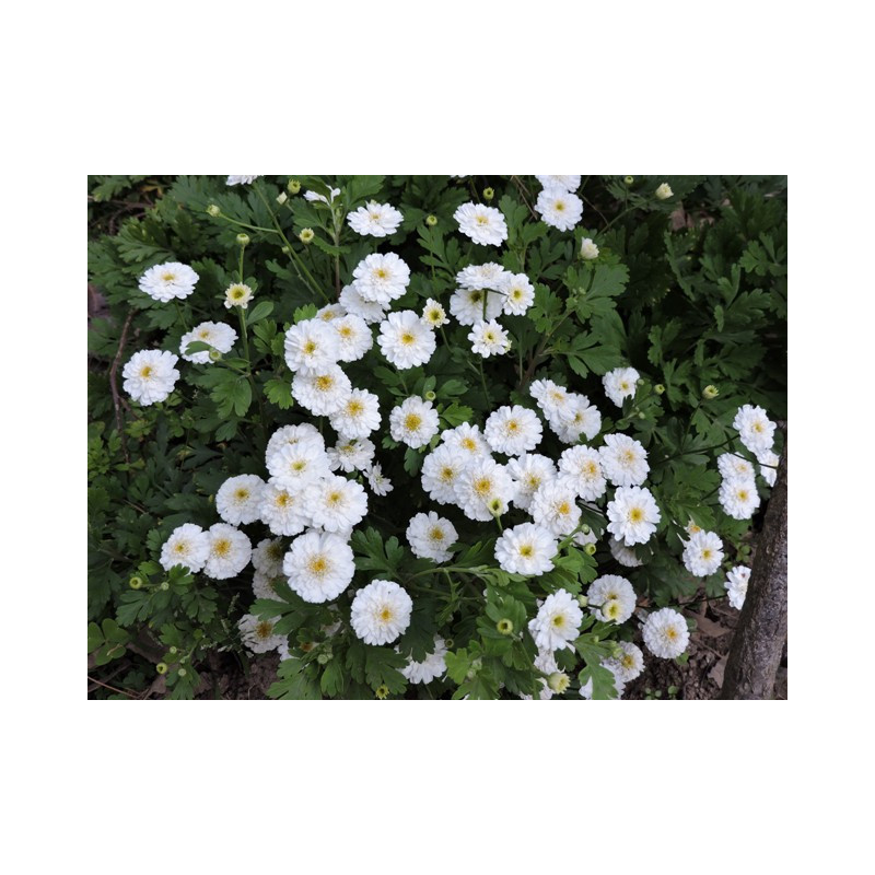 Grande camomille à fleurs doubles