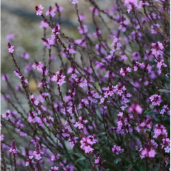 Verveine pourpre 'Bampton'