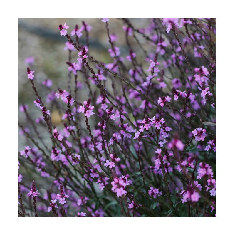 Verveine pourpre 'Bampton'