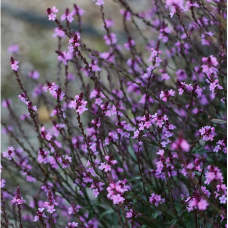 Verveine pourpre 'Bampton'