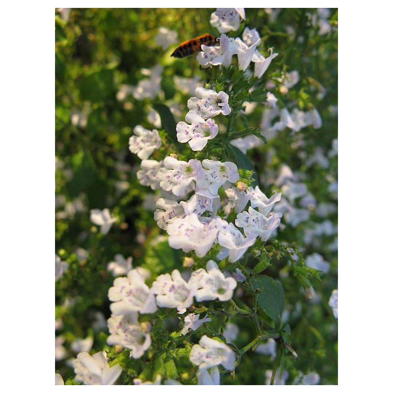 Calament nepeta - Nepita