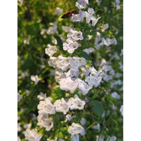 Calament nepeta - Nepita