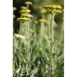 Achillée filipendule