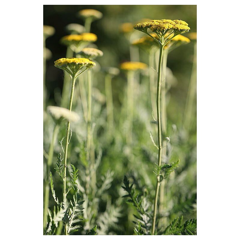 Achillée filipendule
