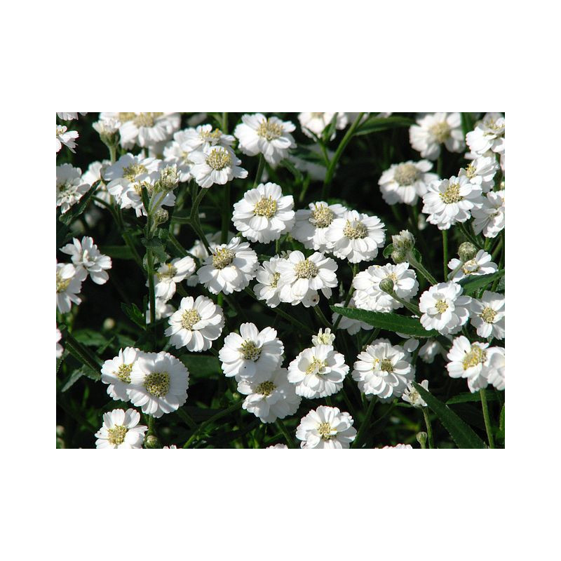 Achillée ptarmique