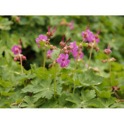 Géranium à grosses racines