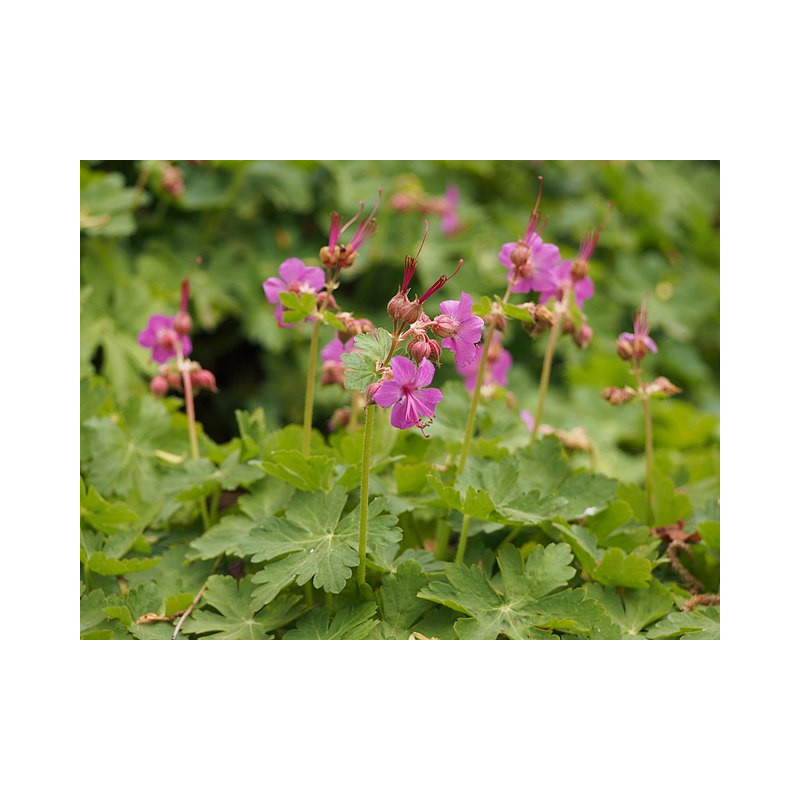 Géranium à grosses racines